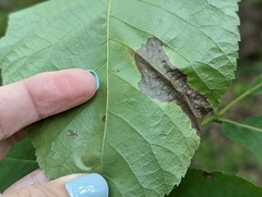 Cameraria caryaefoliella