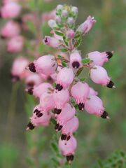 Erica racemosa