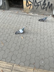 Columba livia domestica