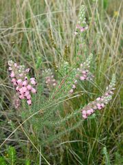 Erica racemosa