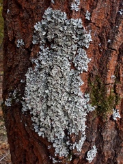 Parmelia sulcata
