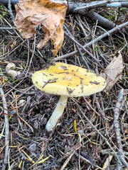 Amanita porphyria