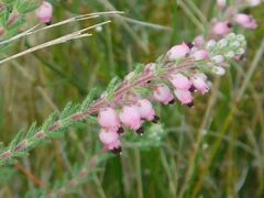 Erica racemosa