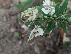 Chrysoesthia sexguttella