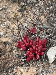 Crassula clavata