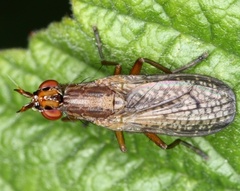 Euthycera chaerophylli