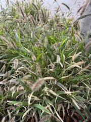 Setaria