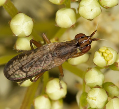 Euthycera fumigata