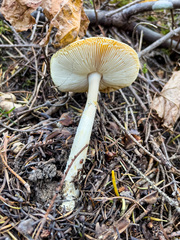 Amanita porphyria