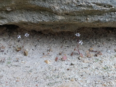 Crassula dentata