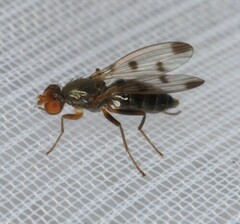 Geomyza tripunctata