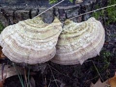 Trametes