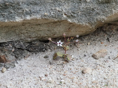 Crassula dentata