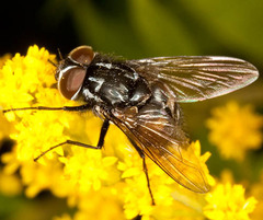 Graphomya maculata
