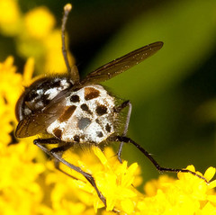 Graphomya maculata