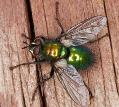 Gymnocheta viridis