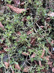 Portulaca oleracea