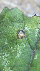 Celticecis aciculata