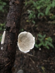 Hexagonia tenuis