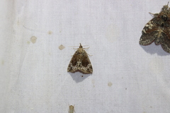 Hypena abalienalis