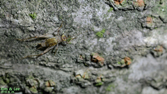 Svistella bifasciata