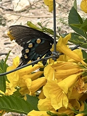 Papilionoidea