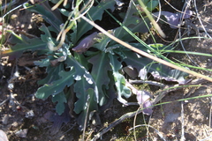 Othonna auriculifolia