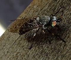 Haematopota pluvialis