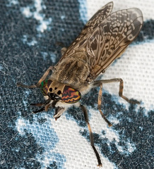 Haematopota pluvialis