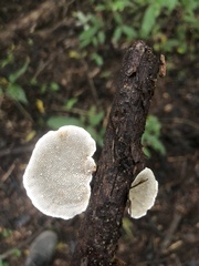 Hexagonia tenuis