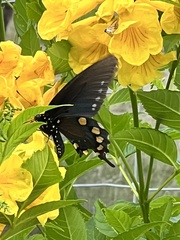 Papilionoidea