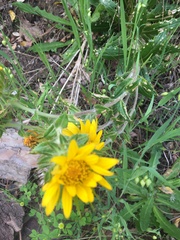 Berkheya barbata