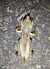 Neoscapteriscus vicinus