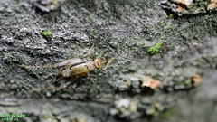 Svistella bifasciata