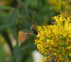 Hoplitimyia mutabilis