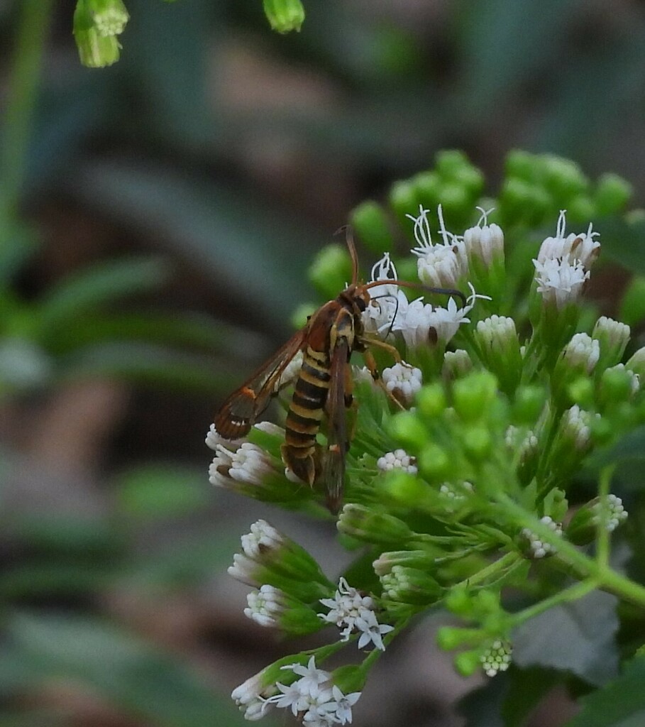 Carmenta armasata