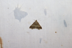 Phalaenophana pyramusalis