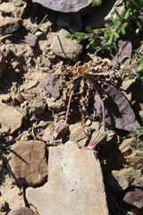 Othonna auriculifolia