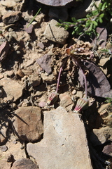 Othonna auriculifolia