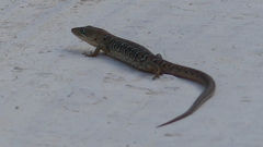 Gerrhonotus infernalis