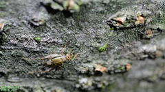 Svistella bifasciata