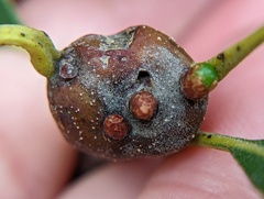 Zapatella quercusphellos