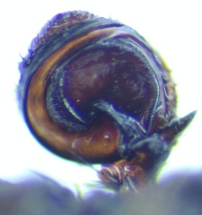 Bassaniodes bliteus
