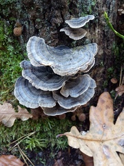 Trametes