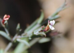 Muraltia muraltioides