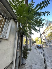 Ailanthus altissima