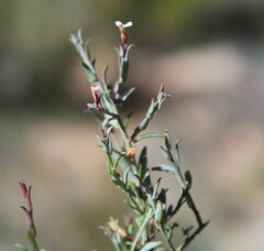 Muraltia muraltioides