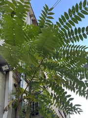Ailanthus altissima