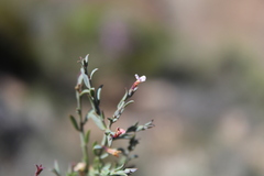 Muraltia muraltioides