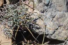 Muraltia muraltioides